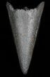 Fossil Marlin (Swordfish) Lower Rostrum - Miocene #45867-1